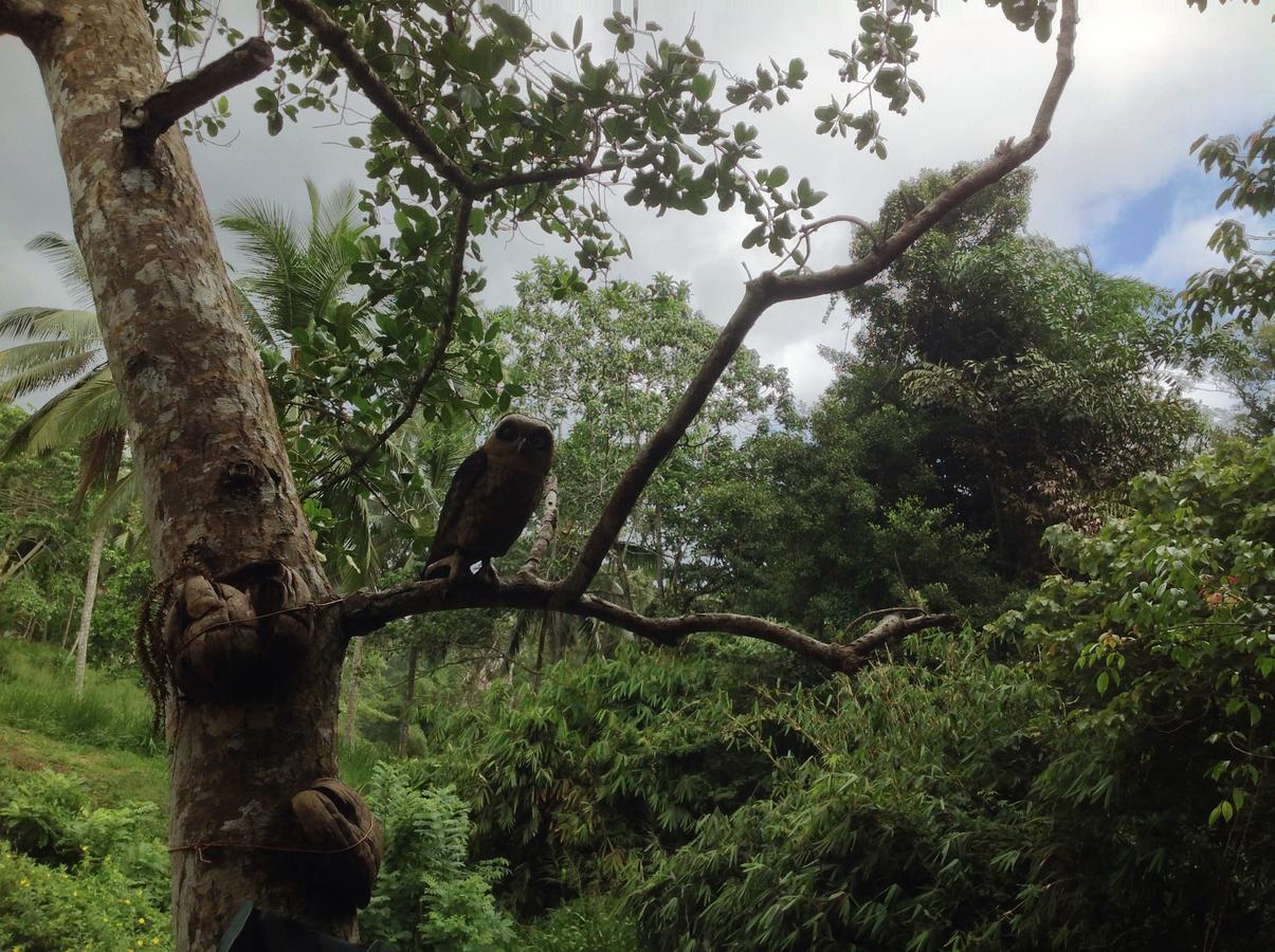 Explore Sinharaja Rain Forest Tour Camp Dombagoda 외부 사진