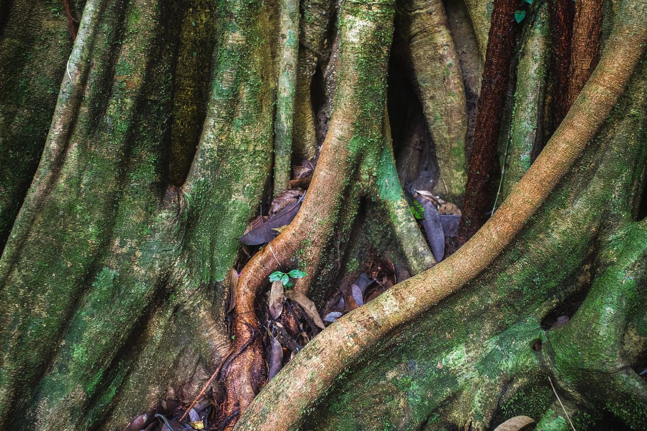 Explore Sinharaja Rain Forest Tour Camp Dombagoda 외부 사진