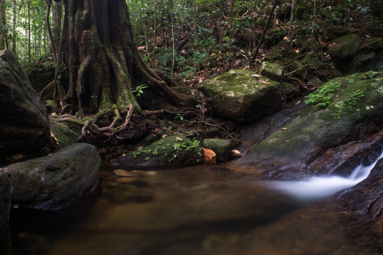 Explore Sinharaja Rain Forest Tour Camp Dombagoda 외부 사진