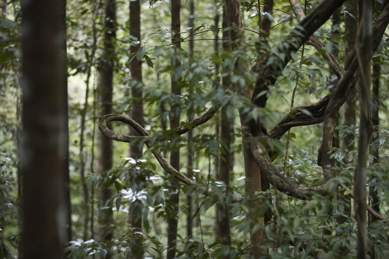 Explore Sinharaja Rain Forest Tour Camp Dombagoda 외부 사진